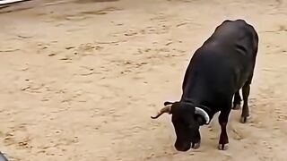 Cat vs Buffalo❤️