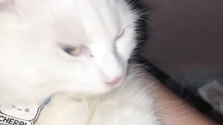 cat shy