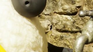 Sheep 7