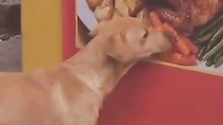 Hungry 8