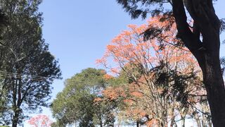 Peaceful Tea Plantation Walk | Beautiful Nature Scenery 🍃