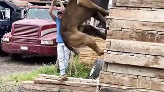 Dasar anjing