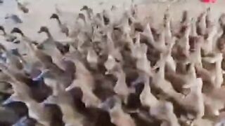 Hundreds of Ducks Running Together! Satisfying Duck Farm Chaos - So Funny!