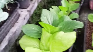Gardening 6