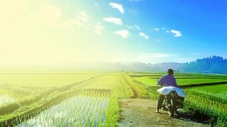 Morning Journey Through the Green Rice Fields
