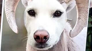 Dog trial