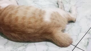 Slow Orange Cat