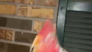 Vidéo drôle 72