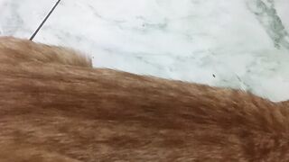 Peaceful Moments with a Cute Ginger Kitty