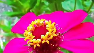 Flower 62