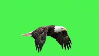 Bald eagle flying and flapping