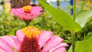Butterfly and flowers 2