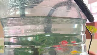 Glofish