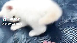 Playing with cat 2