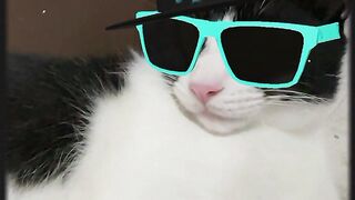 Relaxed black cat
