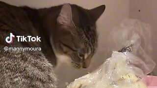 Cat Eating the bread