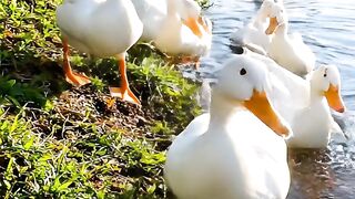 Beautiful Ducks