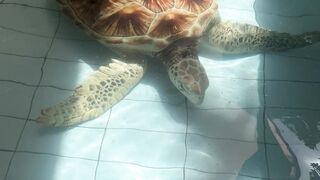 Turtle In The Sanur Beach Bali