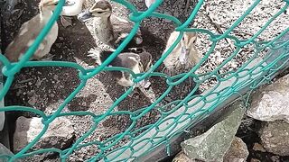 Mis patos