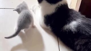 Cat life 3