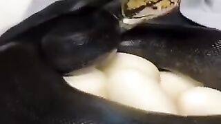 just make a surprise...