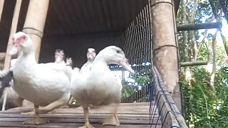 Ducks Lining Up in Order Leaving the Coop for Feeding Time