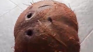 Rare Twin Siamese Coconut Shell - Unique Natural Double Coconut