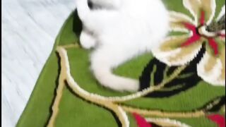 Need exorcism for my cat