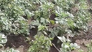 Potato Plants Growing in the Field - Green Potato Farm