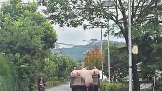 funny absurd pig LMAO
