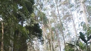 A Peaceful Walk Through a Hidden Tropical Forest in Indonesia 🌿