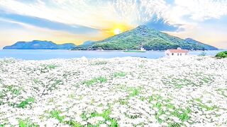 Most Soothing A Heavenly Field: When Millions of White Daisies Meet the Sunset