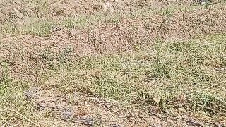 Dry Cracked Farmland During Dry Season - Drought Agriculture Land