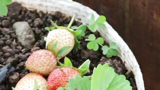 The Secret to Juicy Homegrown Strawberries