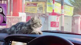 My Cat Loli Follows Me Everywhere! 🐱❤️ | My Little Shadow