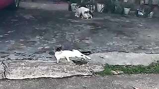 Funny Cat 99