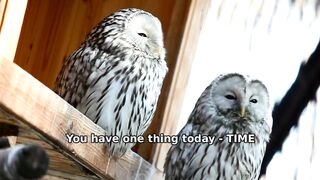 === YOUR TIME IS YOUR CAPITAL  ===