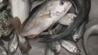 Ikan laut 2