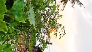 Sunset 112