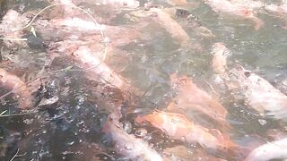 Tilapia fish pond