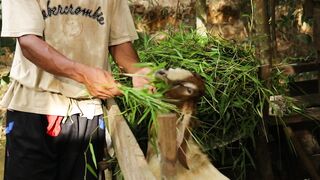 feeding fresh grass to goats