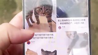 POV: You Can't Stop Scrolling Cat Videos 😂🐱