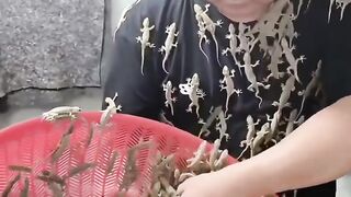 House gecko farming