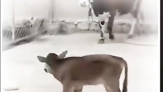 Cow baby Helps mother #help #cow