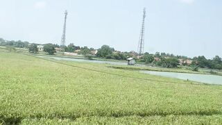 Green Rice Fields View From Train Window - Beautiful Paddy Field Scenery During Train Journey
