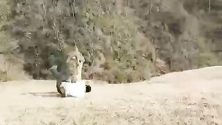 Vidéo drôle de mouton