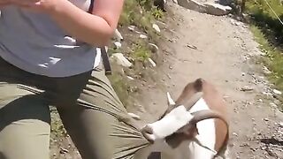 Incredible Mountain Goat Encounter 😮