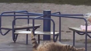 funny cat 141