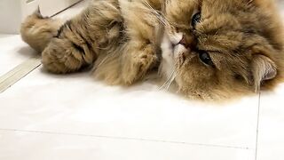 Cute Russian cat