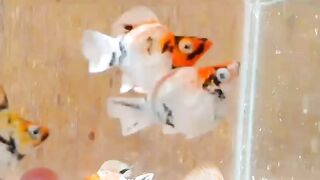 Fish molly